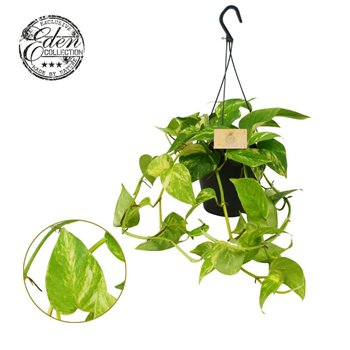 Epipremnum pinnatum hanging Hawaien 17cm HP 35 - 39 cm 3 pp 35cm 17cm Q2764