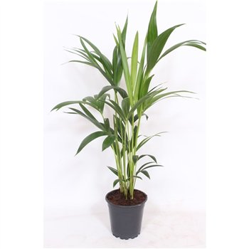 Palma Hovea forsteriana 4 v loncu4 pp 70cm 17cm Q3130