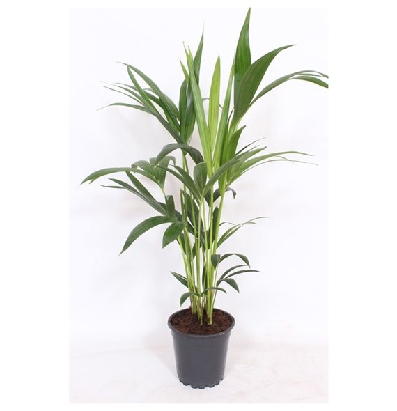 Palma Hovea forsteriana 4 v loncu4 pp 70cm 17cm Q3130