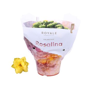 Kalanhoja rosalina don amarillo Rosalina 15cm Royale Amarillo geel3 pp 27cm 15cm Q3461