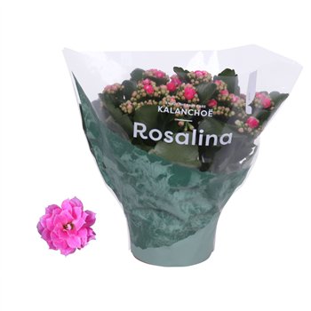 Kalanhoja rosalina don nando roze 27cm 15cm Q3495