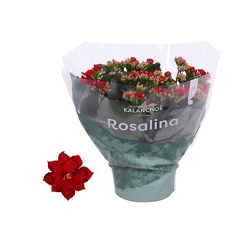 Kalanhoja rosalina don justino rood 27cm 15cm Q3496