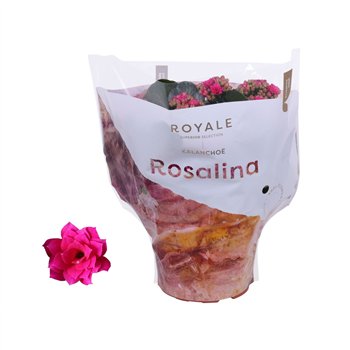 Kalanhoja rosalina don geraldo Royale Victorio paars 27cm 15cm Q3522