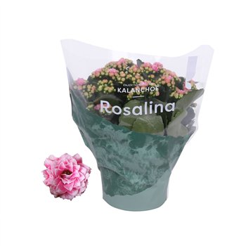 Kalanhoja rosalina alano bicolor wit roze 3 pp 27cm 15cm Q3528