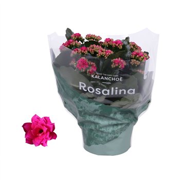 Kalanhoja blossfeldiana rosalina don victorio paars3 pp 27cm 15cm Q3529
