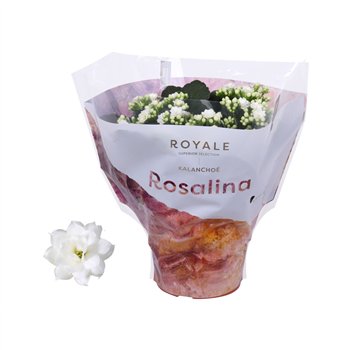 Kalanhoja blossfeldiana rosalina don cedro Royale Dione wit 27cm 15cm Q3530