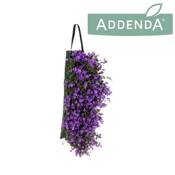 Campanula port  addenda Ambella Purple Wandhanger 3 pp 975 fl 25cm 60cm Q2110