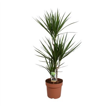 Dracena marginata Marginata 60-30-15 (p24)3 pp 115cm 24cm Q2555
