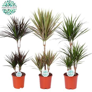 Dracena marg  mix Marginata p21 1 pp 95cm 21cm Q2587