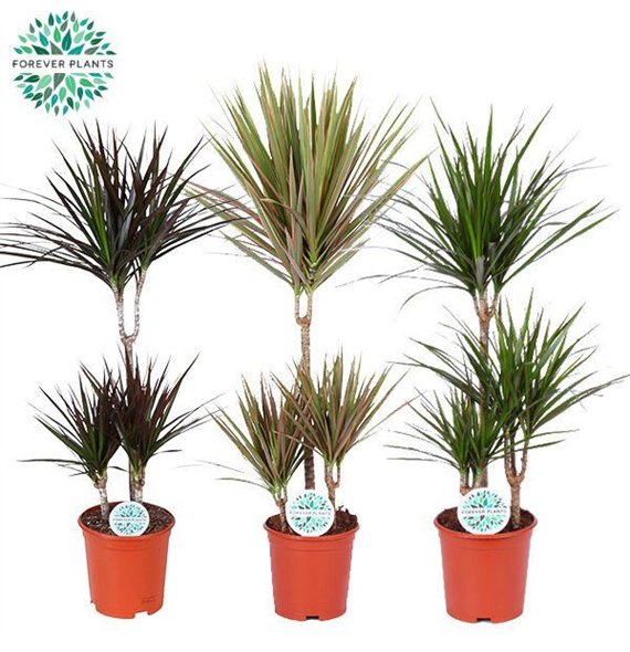 Dracena marg  mix Marginata p21 1 pp 95cm 21cm Q2587