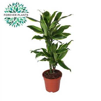Dracena fragr  golden coast Golden Coast p17 30-10 2 pp 75cm 17cm Q2679