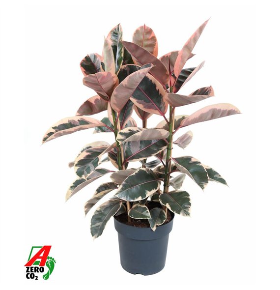 Fikus elastica beliza Elastica Belize 3PP P27pp 100cm 27cm Q2884