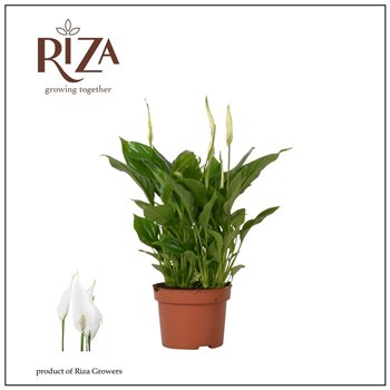 Spatifil chopin Rondo - 10 5 cm 8 fl 30cm 10.5cm Q6013