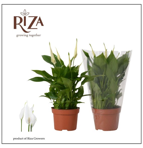 Spatifil chopin Rondo - 10 5cm Quattro Plant 8 fl 30cm 10.5cm Q6022