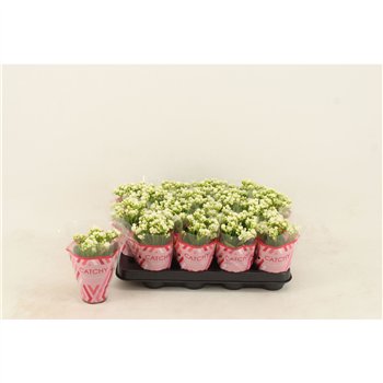 Kalanhoja calandiva whites Double White 15cm 8cm Q3749