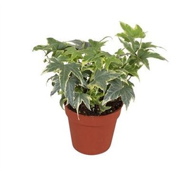 Hedera helix yellow ripple Yellow Ripple7 5 - 9 0 cm 7 pp 7.5cm 9cm Q3424