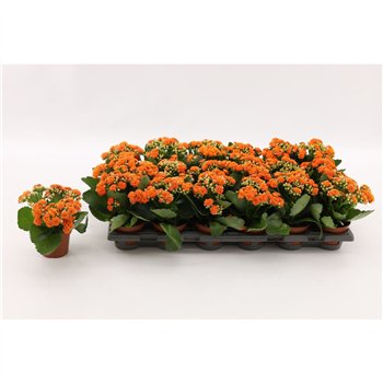 Kalanhoja calandiva hawn Double Orange  without sleeve1 pp 15cm 8cm Q3708