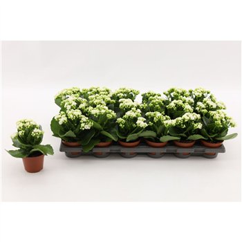 Kalanhoja calandiva whites Double White  without sleeve 1 pp 15cm 8cm Q3709