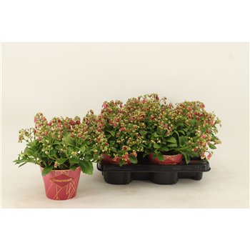 Kalanhoja dream bells hanging Dream Bells with potcover3 pp 25cm 14cm Q3672