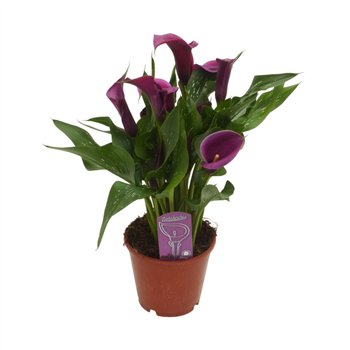 Kala paars8 fl 45cm 14cm Q5744