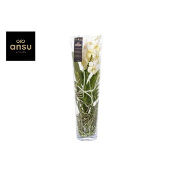 Vanda hybriden Lisanne 70 White 1 stems plnt 70cm 24cm Q4105