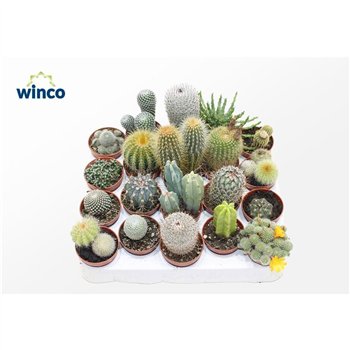 Kaktus mix Mix (20spc )1 pp 12cm 5.5cm Q849