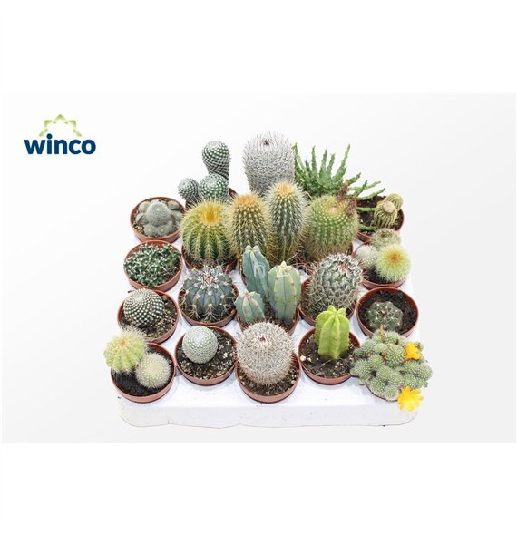 Kaktus mix Mix (20spc )1 pp 12cm 5.5cm Q849