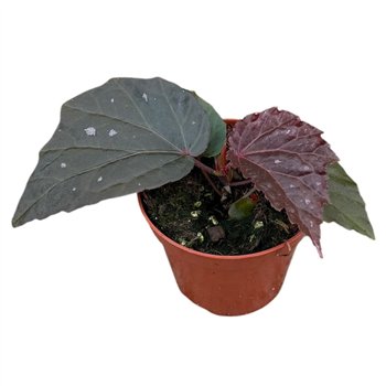 Begonija Black Bat 1 pp 12cm 8cm Q757