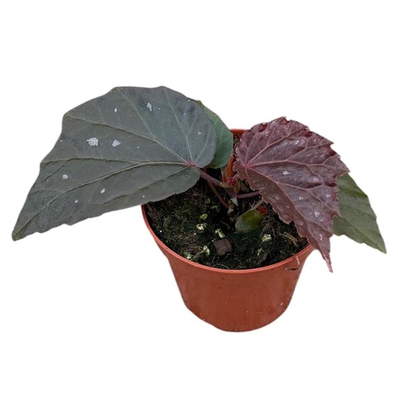 Begonija Black Bat 1 pp 12cm 8cm Q757