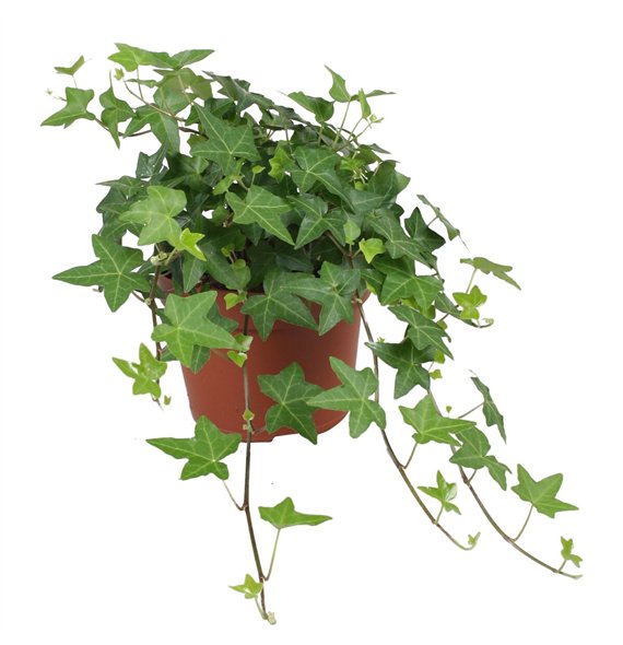 Hedera pittsburgh helix Pitsburg30 - 34 cm 9 pp 30cm 13cm Q3191