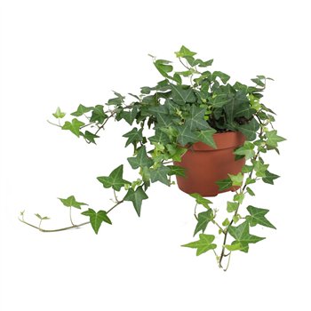 Hedera anna helix Anna30 - 34 cm 9 pp 30cm 13cm Q3192