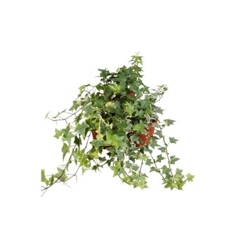 Hedera helix mix gemengd30 - 34 cm 9 pp 30cm 13cm Q3194