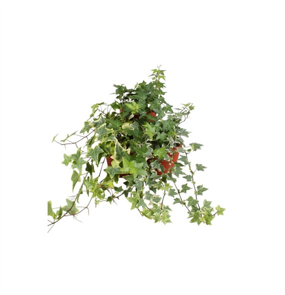 Hedera helix mix gemengd30 - 34 cm 9 pp 30cm 13cm Q3194
