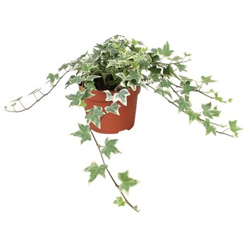 Hedera helix eva Eva30 - 34 cm 9 pp 30cm 13cm Q3195