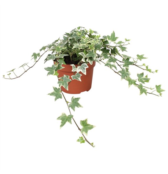 Hedera helix eva Eva30 - 34 cm 9 pp 30cm 13cm Q3195