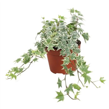 Hedera helix white ripple White Ripple25 - 29 cm 9 pp 25cm 13cm Q3214