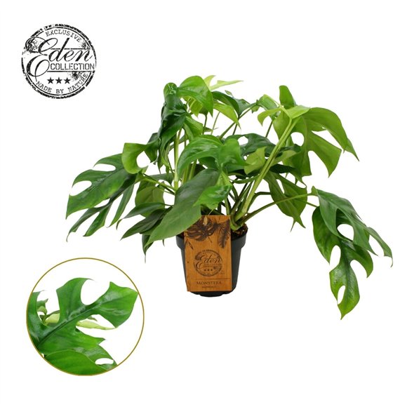 Monstera Minima 12cm 1 pp 30cm 12cm Q3706