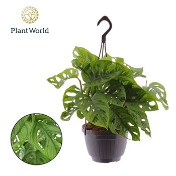 Monstera adansonii obliqua Monkey Leaf Hangpot 3 pp 40cm 15cm Q3730