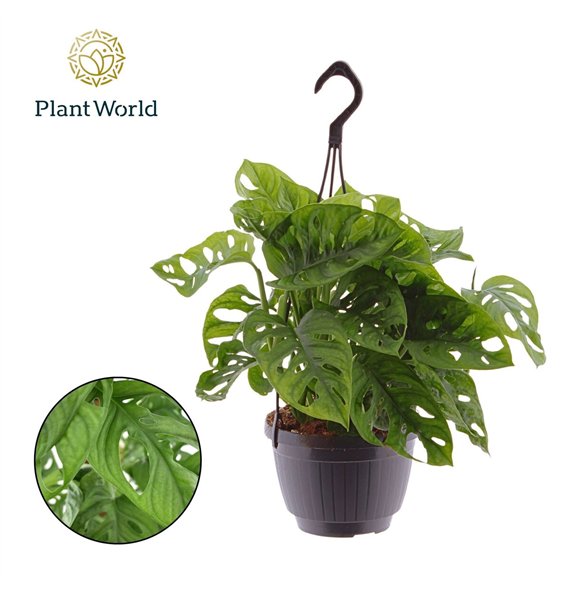 Monstera adansonii obliqua Monkey Leaf Hangpot 3 pp 40cm 15cm Q3730
