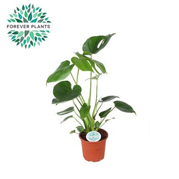 Monstera deliciosa Deliciosa p14 PEAT FREE 1 pp 50cm 14cm Q3732
