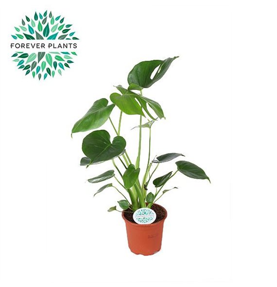 Monstera deliciosa Deliciosa p14 PEAT FREE 1 pp 50cm 14cm Q3732