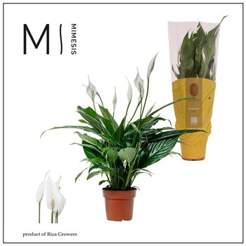 Spatifil sweet benito 5+ - Mimesis 55cm 13cm Q4119