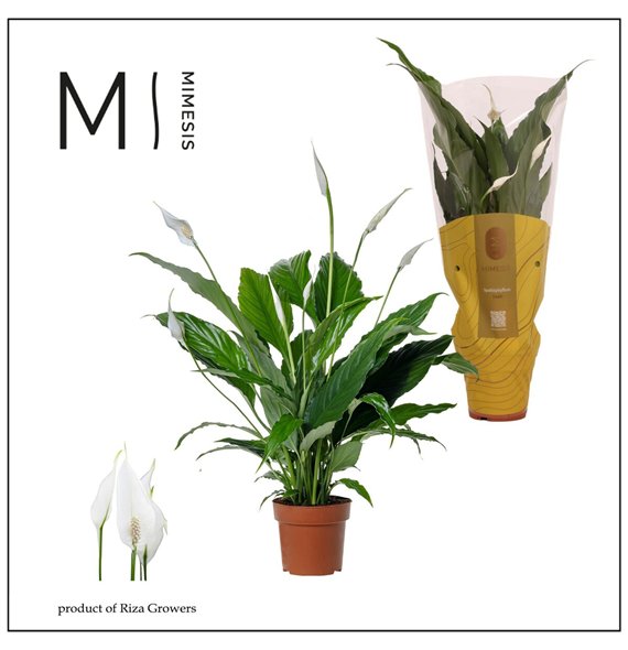 Spatifil sweet chico 7+ - Mimesis 55cm 13cm Q4121