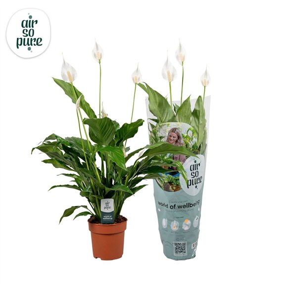 Spatifil sweet chico 5+ - Air So Pure 55cm 13cm Q4154