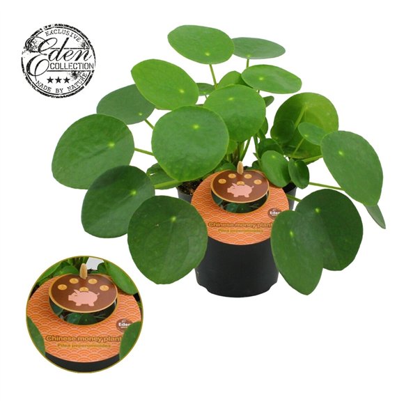 Pilea peperomioides Peperomioides 12cm Engels etiket 20cm 12cm Q4979