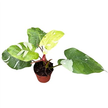 Philodendron philodendron fresh aurea 1 pp 25cm 14cm Q5211