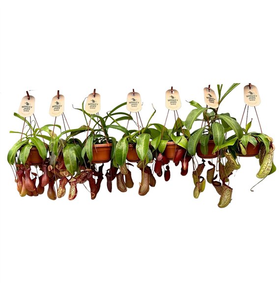 Nepenthes Monkey Jars mix 8 fl 45cm 14cm Q5291