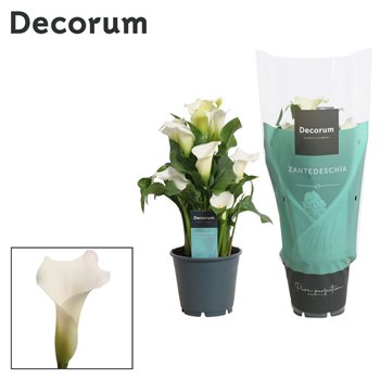 Kala crystal blush (Calla) Wit (Decorum)fl 40cm 14cm Q5676