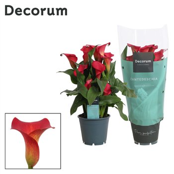 Kala red alert (Calla) Rood (Decorum)5 fl 40cm 14cm Q5688