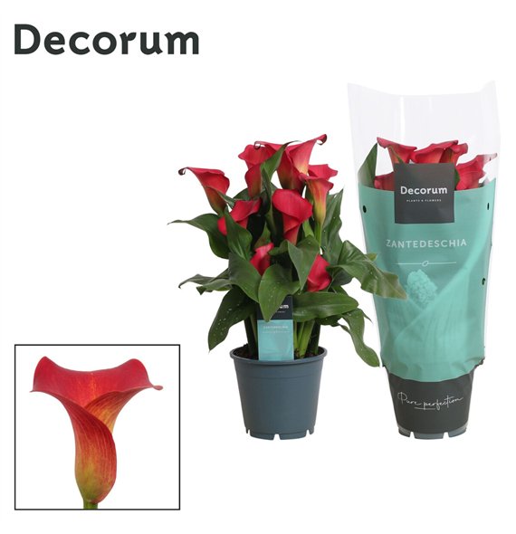 Kala red alert (Calla) Rood (Decorum)5 fl 40cm 14cm Q5688